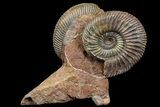 Pair of Parkinsonia Ammonites on Rock - Germany #92451-2